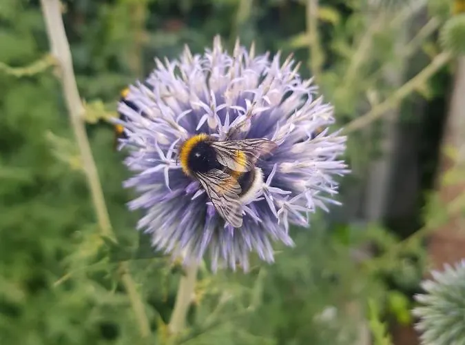 Bed & Breakfast Theetuin Onder De Pannen 4*